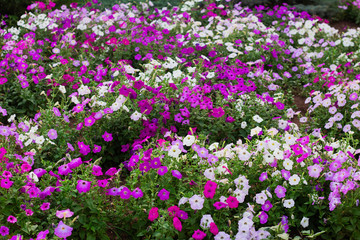 colorful blooming Petunia flowers