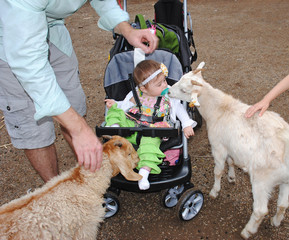 baby in stroller and goats 