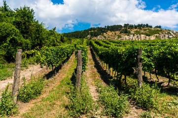 Wine yards on the Palava hills, South Moravia, Czech Republic