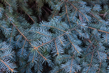 Naklejka na ściany i meble The branches of the blue spruce close-up