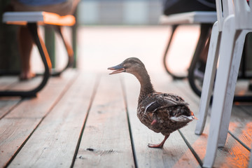 A female mallard duck hobbles around on one leg after her other leg was lost due to injury
