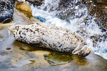 A Harbor Seals Beautiful Coat
