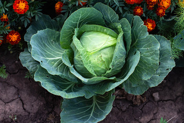 Obraz premium cabbage in the garden