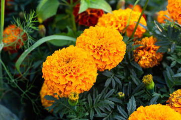 Close-up of beautiful marigold blossom