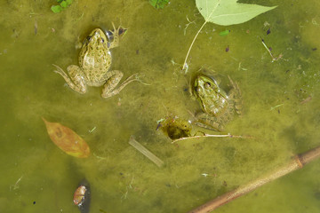 Frog in the water. An overgrown pond with a frog.