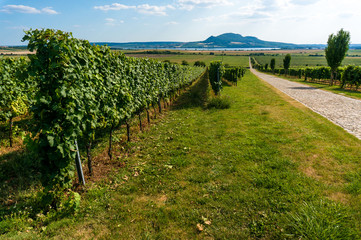 Obraz premium Palava hills view over wine yards. South Moravia, Czech republic