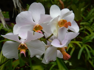 Fleurs blanche tropicale