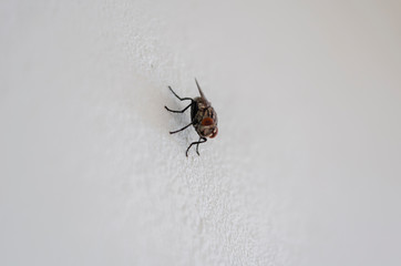 House Fly On White Surface
