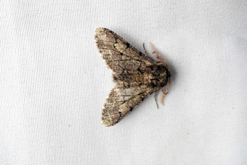 Night butterfly on white fabric. Butterfly resting