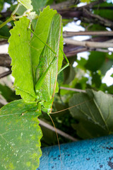 A green grasshopper on the vineyard foliage