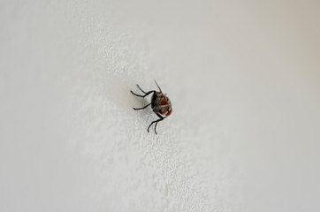 Fly's Face