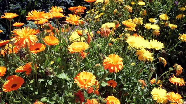 Honey bees fly and collect pollen from orange calendula flowers