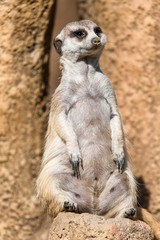 Guarding suricate/Meerkat,  Seoul, South Korea