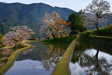 Fototapeta premium 山里の春、桜さく里