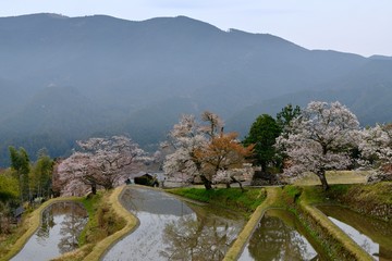 山里の春、桜さく里