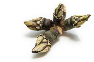 Closeup of a bundle of Galician barnacles with white background