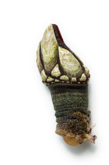 Galician barnacle, one of the most delicious and expensive seafood