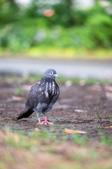 pigeon