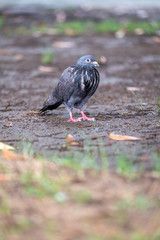 pigeon