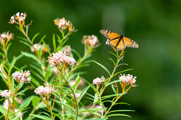 Monarch butterfly on milkweed plant feeding on milk weed flowers 