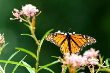 Monarch butterfly on milkweed plant feeding on milk weed flowers 