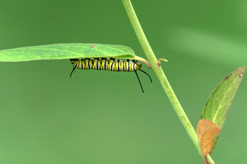 Monarch caterpillar on milkweed plant eating milk weed