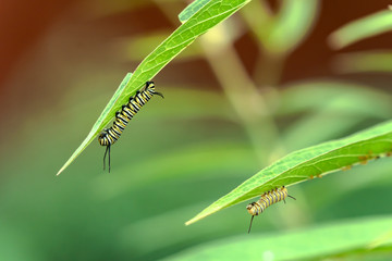 Monarch caterpillar on milkweed plant eating milk weed 