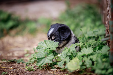 Black and white little puppy hiding in flowers