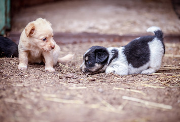 Little puppies play outdoors