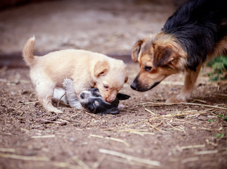Puppies play near their mom