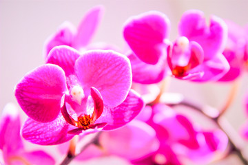 pink orchid flowers, fuchsia, 