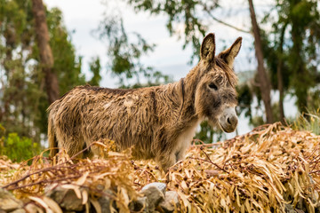 Bolivia, Isla del Sol. Donkey Standing on Dead Leaves with Trees in Background.