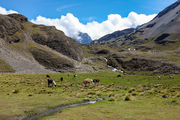 Fototapeta na wymiar Lama Herd by a Small River and Mountain