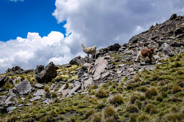 A White Lama and a Brown Lama Walking by the Mountains