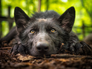 A young gray wolf puppy with black fur, about 3 months old, laying on the ground looking at the...