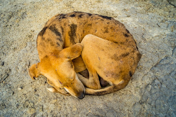 Dog Sleeping Rolled up in the Ground