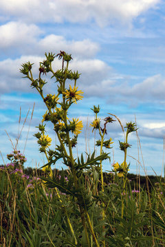Tall native Compass Plant in the prairie at Gurnee Woods Forest Preserve in Lake County, Illinois