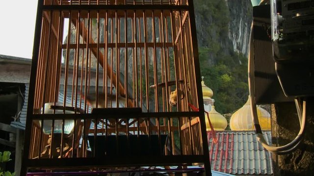 Steady, medium close up of a wooden bird cage containing a bird.