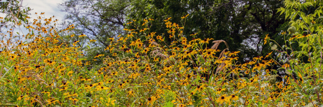 Black-eyed Susan wildflowers in Grant Woods Forest Preserve in Lake County, Illinois