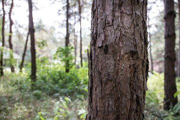 Bark of Pine Tree close up. Beautiful pine forest at summer time.