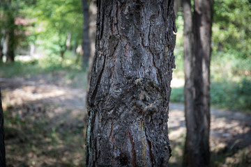 Bark of Pine Tree close up. Beautiful pine forest at summer time.