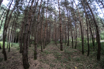 Forest landscape.Beautiful forest nature. Tall old pine trees. Summer sunny day.
