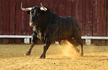 toro español corriendo en plaza de toros