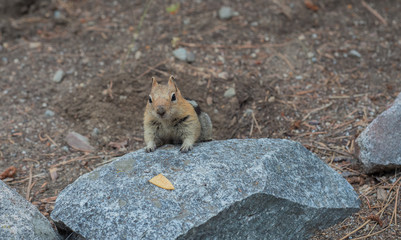 Hungry chipmunk