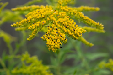 Goldenrod Flowers in Bloom in Summer