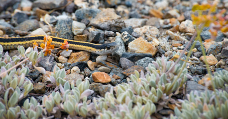 Snake in the wild