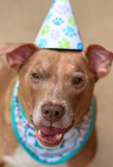 Birthday Boy Pit Bull Dog 