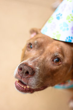 Birthday Boy Pit Bull Dog 