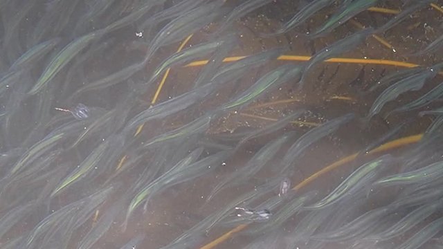 Tors, Cove, beach, caplin, eggs, row, nature, summer, Newfoundland and Labrador, tourism, tourist, travel, ecotourism, fish, life, Atlantic Ocean, Canada, spawning, reproduction, science, biology, fis