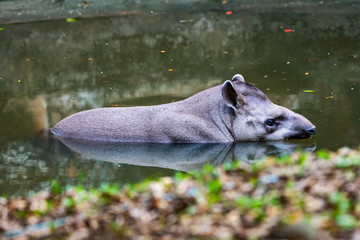 Brazilian Tapir The Water